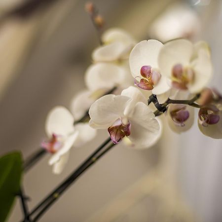 Trastevere Royal Suite Rome Buitenkant foto